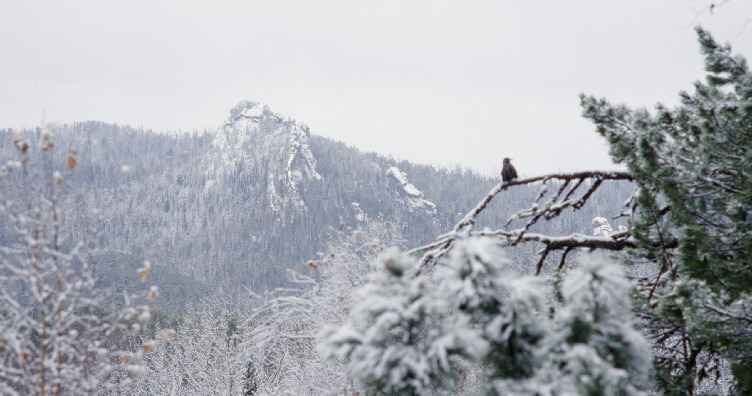Winter landscape and a bird